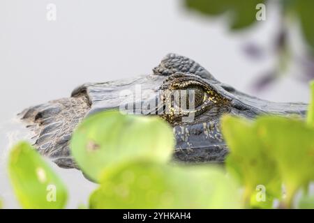 Brillenkaiman (Caiman crocodilus yacara), Krokodil (Alligatoridae), Krokodil (Crocodylia), Nahaufnahme, sehr nah, Tierporträt, Auge, Pantanal Stockfoto