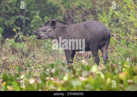 Flachland-Tapir (Tapirus terrestris), abends betteln, duften, Pantanal, Binnenland, Feuchtgebiet, UNESCO-Biosphärenreservat, Weltkulturerbe, Feuchtgebiet Stockfoto