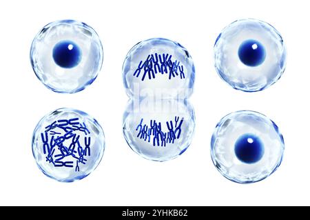 Zelluläres Wachstum und Entwicklung im wissenschaftlichen, biologischen und medizinischen Forschungskonzept. Die Zellen teilen sich über den Mitoseprozess. Zellteilung. Isoliert auf W Stockfoto
