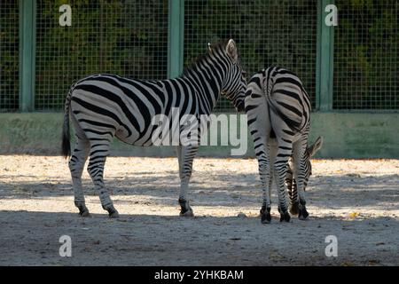 Zebras Zoo Enclosure Zwei Tiere Stockfoto