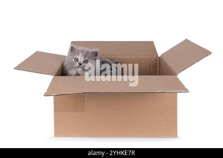 2 süße britische kurz- und Langhaarkatzen, die in einem braunen Karton sitzen. Blick über den Rand in Richtung Kamera. Isoliert auf weißem Hintergrund. Stockfoto