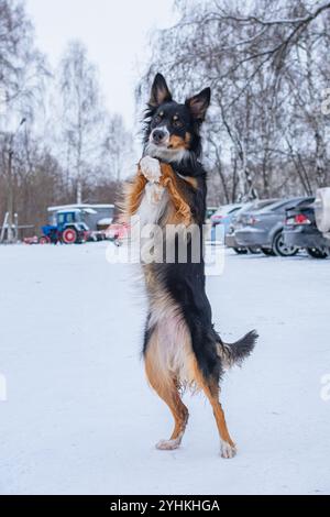 Ein kleiner Hund mit einem süßen Gesicht steht auf seinen Hinterbeinen auf einem Winterparkplatz Stockfoto