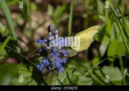 Nahaufnahme eines Zitronenschmetterlings, auch Gonepteryx rhamni genannt Stockfoto