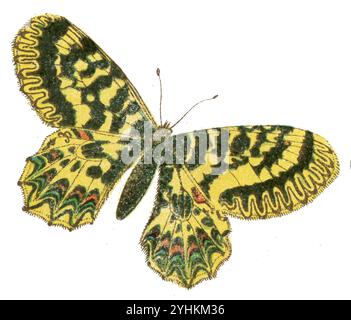 Südliches Festoon Zerynthia polyxena, (, ), Osterluzeifalter Stockfoto