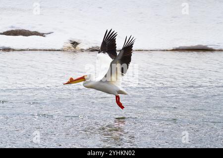 Ein amerikanischer weißer Pelikan startet aus den Gewässern des Oxbow Bend im Grand Teton National Park, Wyoming. Stockfoto