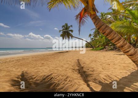 Goldener Sand erstreckt sich entlang eines ruhigen Strandes, umgeben von üppigen Palmen, die sanft in der Brise wiegen. Das kristallklare azurblaue Wasser trifft auf den Horizont Stockfoto