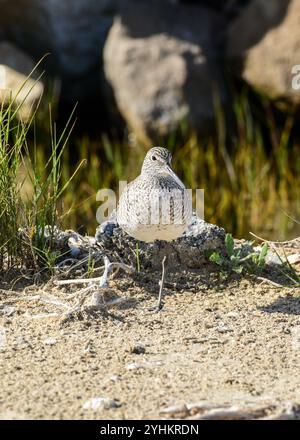 Willet am High Beach, Bolivar Peninsula, Texas Stockfoto