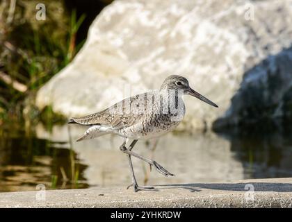 Willet am High Beach, Bolivar Peninsula, Texas Stockfoto