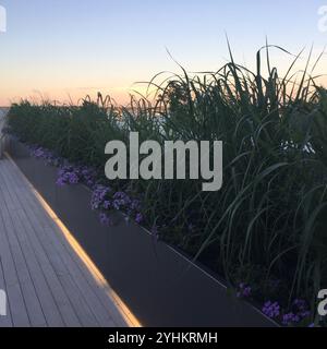 Dachgarten bei Sonnenuntergang mit hohen Gräsern und leuchtenden lila Blumen in modernen Pflanzkästen. Gehweg auf der Holzterrasse beleuchtet mit dezentem Licht Stockfoto