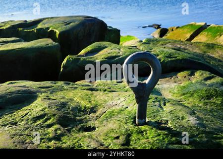 Eiserner Festmacherring, gegossen in Meeresalgen bedeckten Granitfelsen bei Ebbe in Helsinki, Finnland. Stockfoto