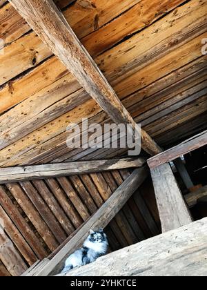 Eine flauschige Katze liegt bequem auf einem Holzbalken in einem rustikalen Dachboden. Die warme Holzstruktur sorgt für eine gemütliche und charmante Atmosphäre, die die Atmosphäre unterstreicht Stockfoto