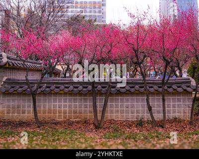 Blühende Pflaumenblüten vor der traditionellen koreanischen Mauer im Urban Park Stockfoto