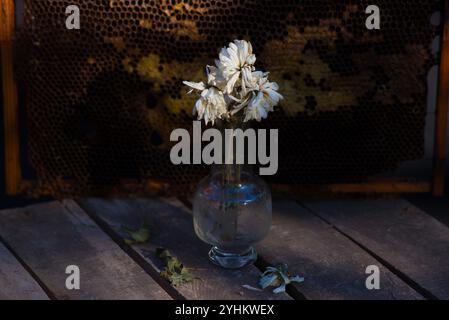 Stillleben Vase mit weißen getrockneten Blumen auf einem dunklen dramatischen Hintergrund. Stockfoto