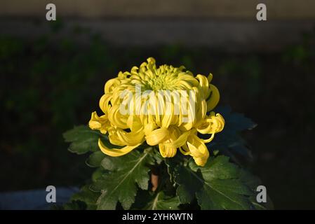 Blumenstrauß aus gelben Chrysanthemen mit geschwungenen Blütenblättern an sonnigen Tagen Stockfoto