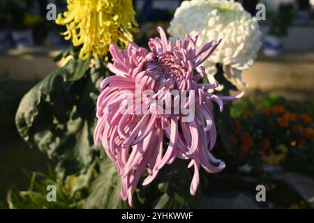 Rosafarbene und gelbe Chrysanthemen blühen im Garten Stockfoto