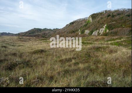 Nicholaston Woods and Burrows, Oxwich National Nature Reserve, Gower, Wales, Großbritannien Stockfoto
