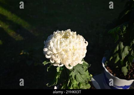 Eine isolierte weiße Chrysanthemenblüte im Garten am sonnigen Nachmittag Stockfoto