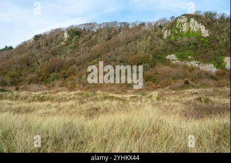 Nicholaston Woods and Burrows, Oxwich National Nature Reserve, Gower, Wales, Großbritannien Stockfoto
