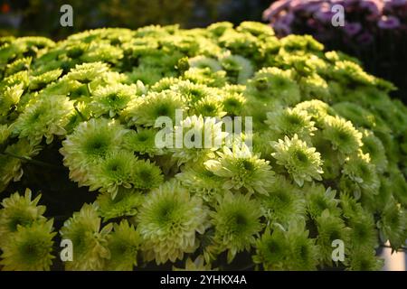 Gruppen von grünen Chrysanthemen blühen am sonnigen Nachmittag Stockfoto