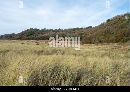 Nicholaston Woods and Burrows, Oxwich National Nature Reserve, Gower, Wales, Großbritannien Stockfoto