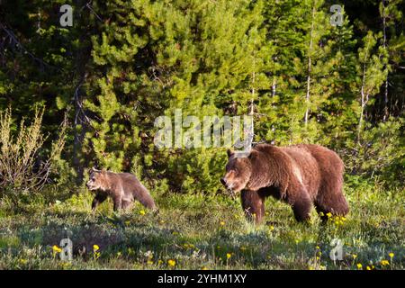 Grizzlybär #399 spaziert mit einem ihrer drei Jungen im Frühjahr 2011 im Grand Teton National Park, Wyoming. Stockfoto