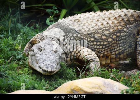 Krokodil-Nahaufnahme, Krokodil-Gesicht, Reptilienaugen, Krokodil-Hautstruktur, wildes Krokodil, Krokodilmund, Krokodilwaage, Tierfotografie Stockfoto