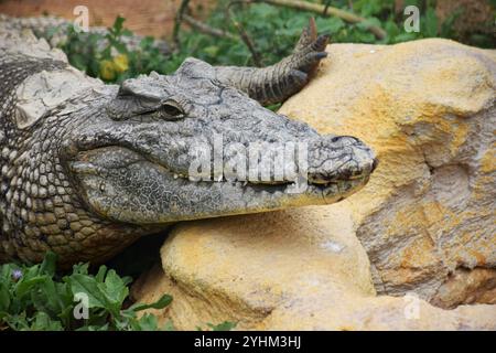 Krokodil-Nahaufnahme, Krokodil-Gesicht, Reptilienaugen, Krokodil-Hautstruktur, wildes Krokodil, Krokodilmund, Krokodilwaage, Tierfotografie Stockfoto