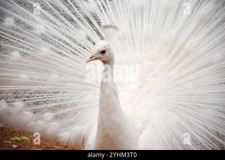 Weißer Pfau, Albino-Pfau, seltener weißer Pfau, weiße Pfauenfedern, eleganter Pfau, pfauenausstellung, weißer Pfauenfächer, majestätischer weißer Vogel Stockfoto