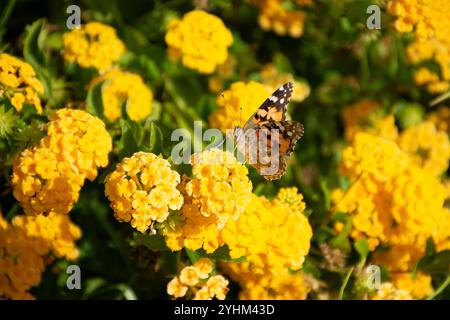 Schmetterling auf orange Blume, Schmetterling Nahaufnahme, leuchtende orange Blume, Schmetterling im Garten, bunter Schmetterling, Orangenblüten, Schmetterlingsbestäubung, Stockfoto