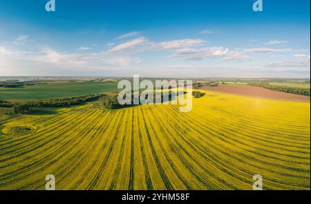 Panoramablick auf weitläufige, lebhafte gelbe Rapsfelder in voller Blüte, die sich über die Landschaft unter blauem Himmel erstrecken. Stockfoto