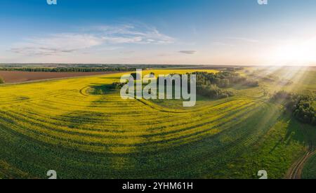 Panoramablick auf weitläufige, lebhafte gelbe Rapsfelder in voller Blüte, die sich über die Landschaft unter blauem Himmel erstrecken. Stockfoto