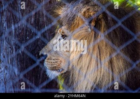 Ein männlicher afrikanischer Löwe sitzt hinter einem Zaun in einem Gehege in einem Rettungs- und Rehabilitationszentrum und einem Schutzgebiet für Wildtiere in Simbabwe. Quelle: Vuk Valcic / Alamy. Stockfoto