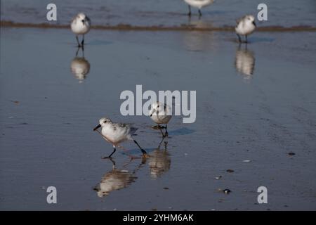 Sanderling rennt mit einem frisch gefangenen Wurm aus dem Rest seiner Herde weg, der ihn verfolgt, um den Wurm zu stehlen. Küste im Norden portugals. Stockfoto