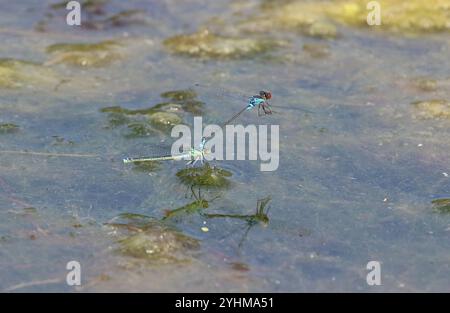 Kleine Rotäugige Damselfliege oder kleines Redeye-Tandempaar - Erythromma viridulum Stockfoto