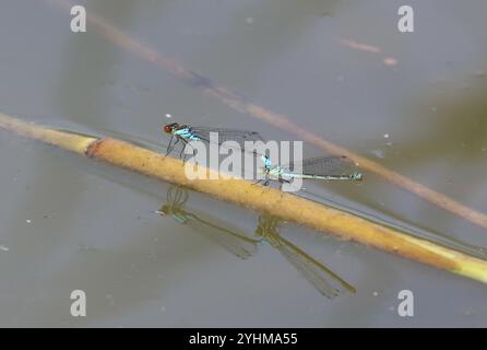 Kleine Rotäugige Damselfliege oder kleines Redeye-Tandem-Paar mit Reflexion - Erythromma viridulum Stockfoto