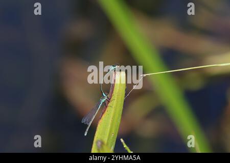 Kleine Rotäugige Damselfliege oder kleines Redeye-Tandempaar - Erythromma viridulum Stockfoto