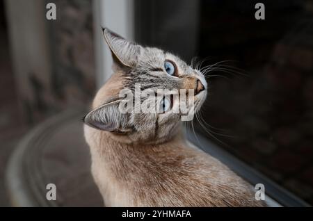 Katze mit blauen Augen (Rasse Ojos Azules) Stockfoto