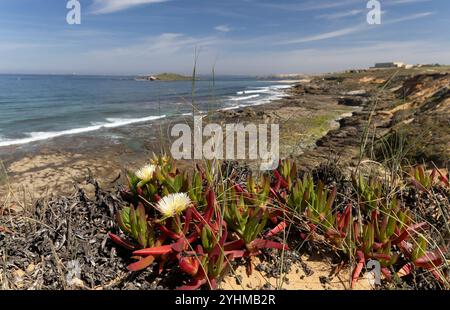 Fischerpfade an der Atlantikküste in Portugal Stockfoto