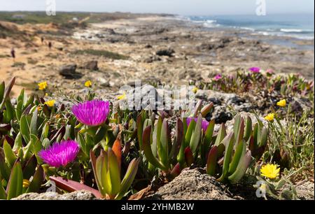 Fischerpfade an der Atlantikküste in Portugal Stockfoto