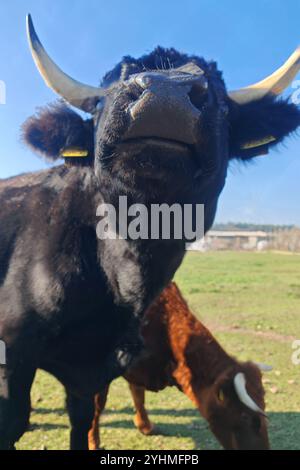 Nahaufnahme eines schwarzen Bullen von unten auf einer sonnigen Weide Stockfoto