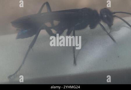 Nearctic Blue Schlamm-Dauber Wasp (Chalybion californicum) Stockfoto