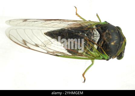 Sümpfe Cicada (Neotibicen tibicen tibicen) Stockfoto