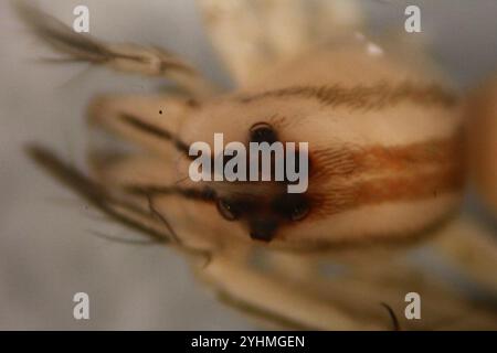 Lean Lynx Spider (Oxyopes macilentus) Stockfoto