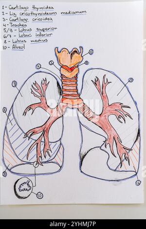 Tuschzeichnung der Struktur der menschlichen Atemorganlunge mit lateinischen Symbolen Stockfoto