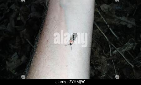 Gemeinsame östlichen Firefly (Photinus pyralis) Stockfoto
