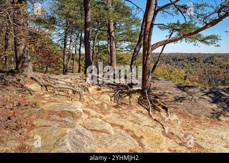 In der Felsformation oben am Bee Rock Overlook in Tennessee wachsen Kiefern mit freiliegenden Wurzeln in den hellen Farben des Herbstes Stockfoto