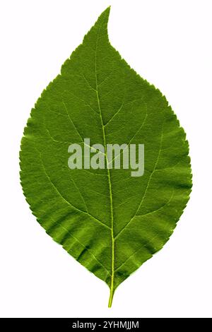 Grünes Blatt isoliert auf dem Weißen Stockfoto