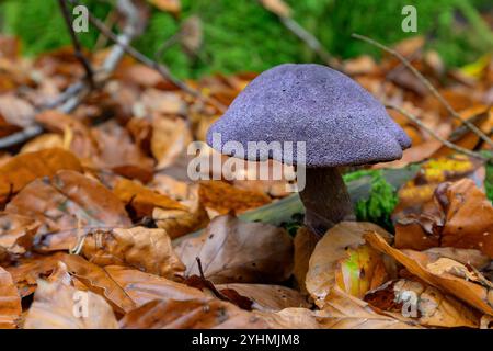 Veilchenmütze (Cortinarius violaceus) aus dem Südpfälzer Wald (Trippstadt, Rheinland-Pfalz), Deutschland im Oktober. Stockfoto