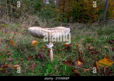 Sonnenschirmpilz (Marcolepiota porcera) aus dem Pfälzerwald (bei Hochspeyer) Süddeutschland im Oktober. Stockfoto