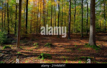 Herbst im Pfälzerwald (bei Hochspeyer, Rheinland-Pfalz), Süddeutschland im Oktober. Stockfoto